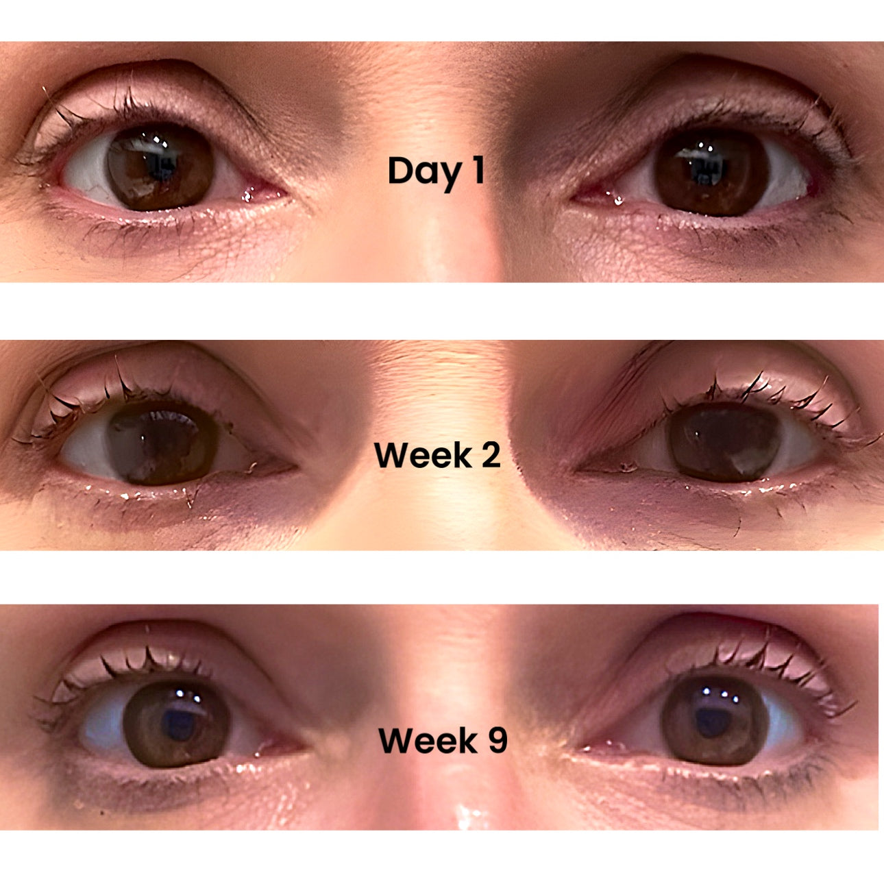 results using brow and lash serum twice daily from day 1 to week 9